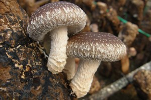 食用菌菇类品种